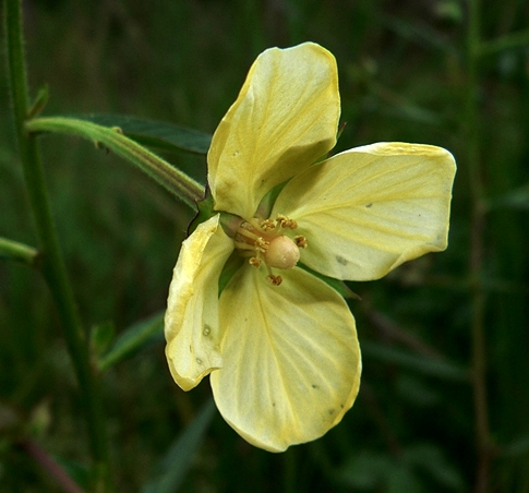 {Ludwigia bonariensis}